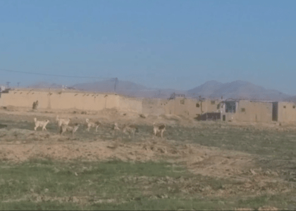 Zabul residents call for campaign against pye- dogs