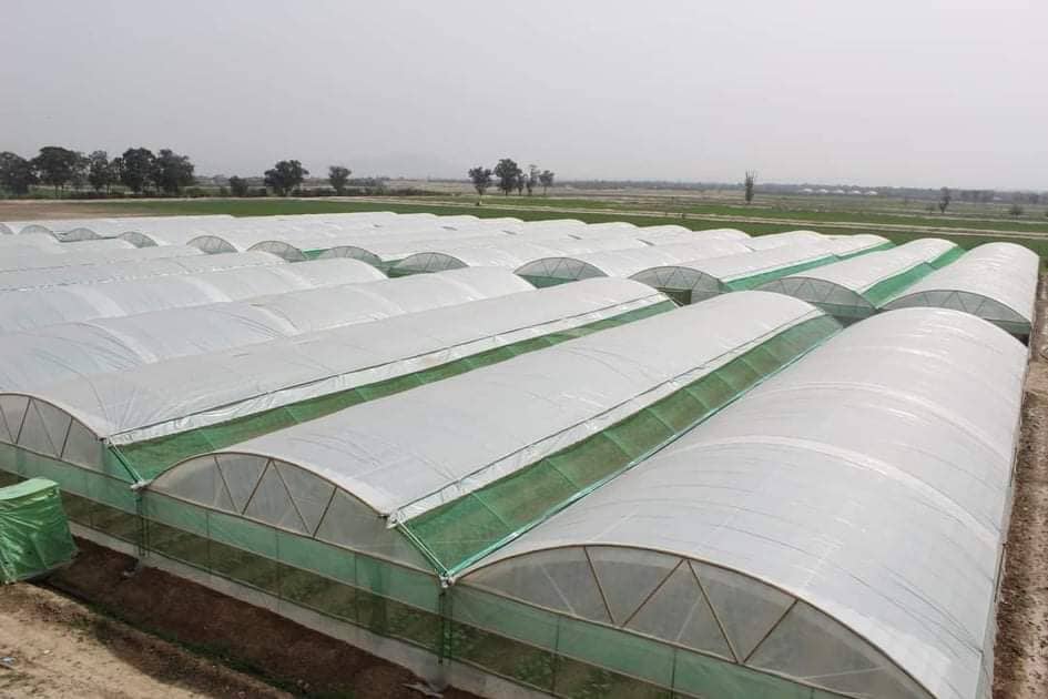 Greenhouses set to meet local vegetable demand