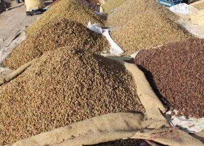 Fresh, dried fruits worth $331m exported from Kandahar