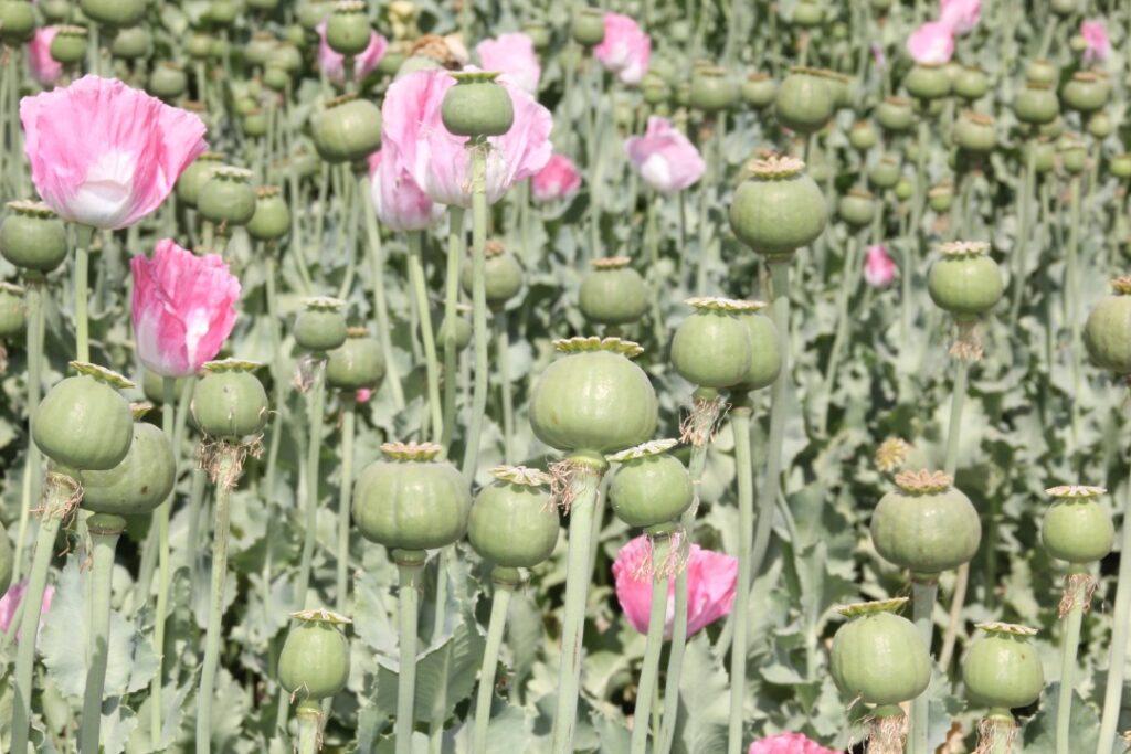 Ban on poppy cultivation sends opium price soaring
