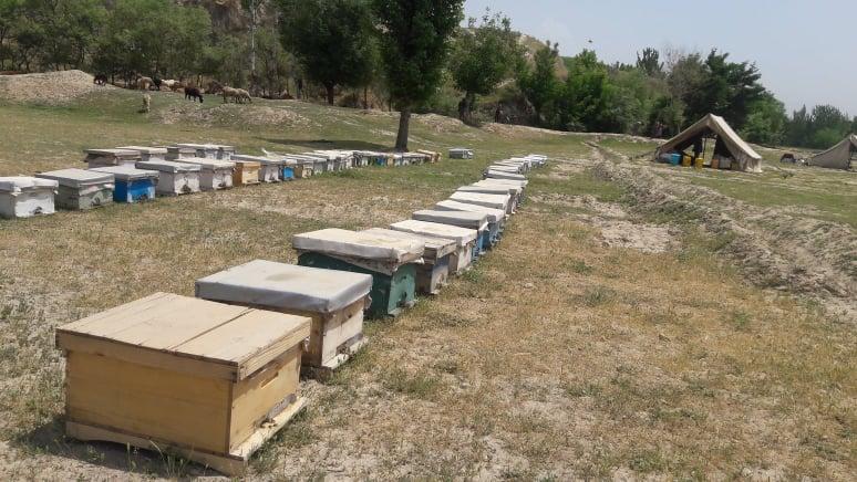 «روآوردن زنان به پرورش زنبور عسل در تخار سبب رشد اقتصاد خانواده‌ها شده‌است»