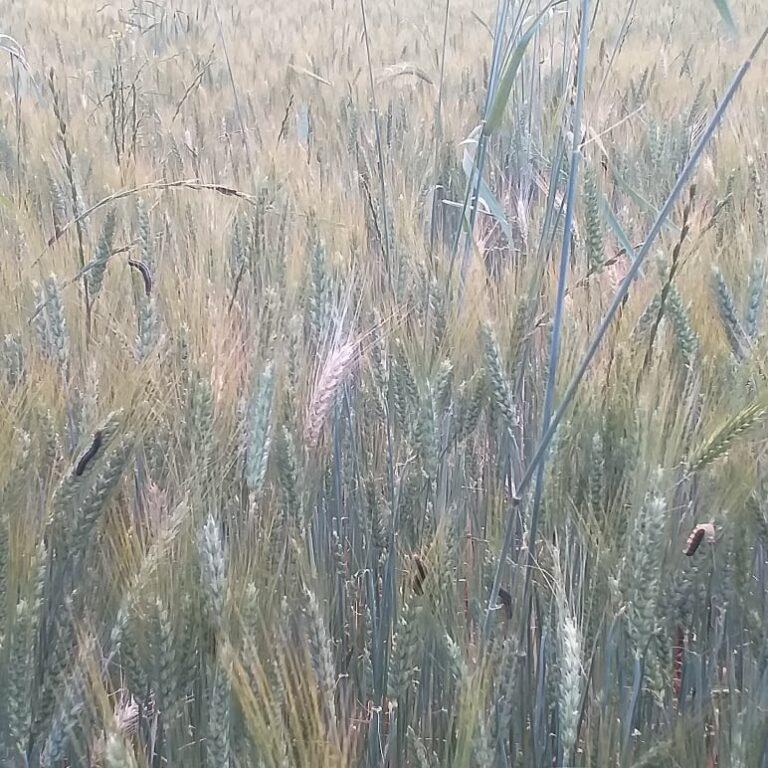 Our crops in danger due to moth, other pests: Kapisa farmers
