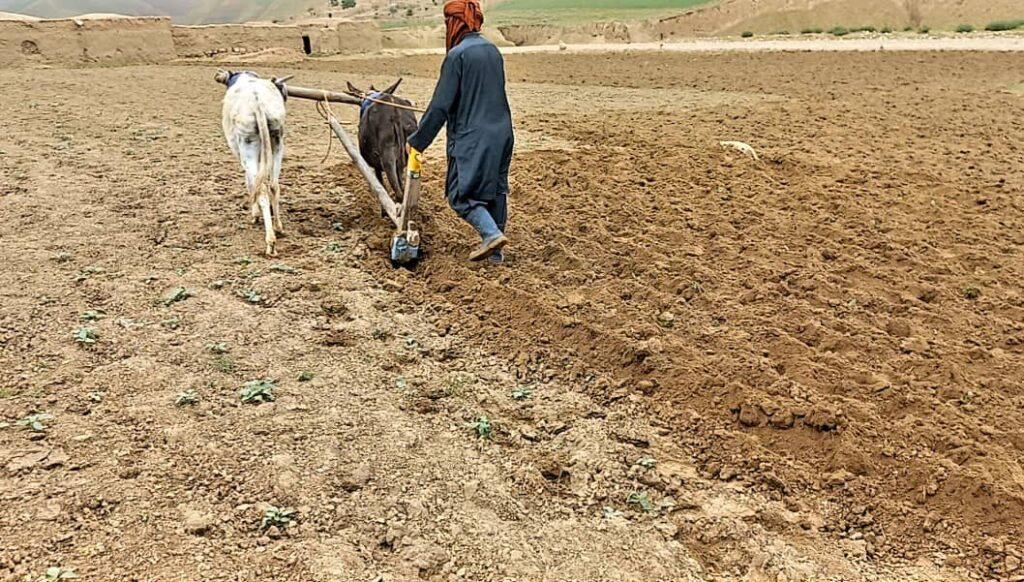 دهقانان در بادغیس: حکومت برای ذخیرۀ آب باران و برف اقدام کند
