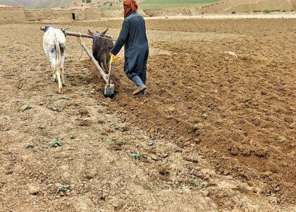 دهقانان در بادغیس: حکومت برای ذخیرۀ آب باران و برف اقدام کند