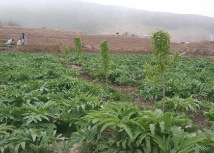 Asafoetid seen as substitute to poppy crop in Badghis
