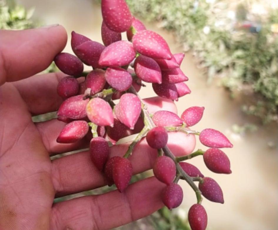 Pistachio harvest to reach 200 tons in Baghlan this year