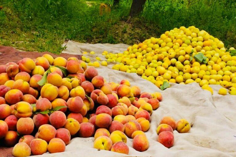 بلخ کې د تازه مېوې حاصلاتو ډېرېدل؛ بڼوال له حکومته ورته بازار غواړي