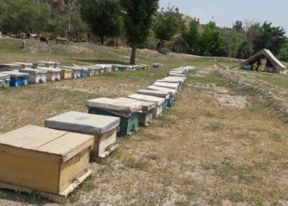 ‘More women get involved in Takhar apiculture business”