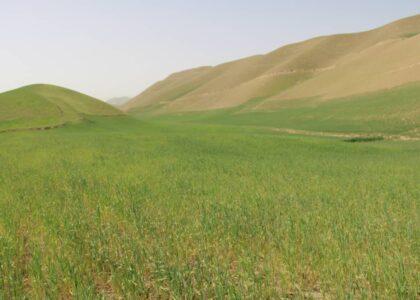 Most rain-fed, irrigated farms dry up in Sar-i-Pul due to drought