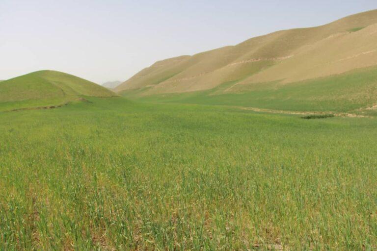 اکثر کشتزارهای للمی و آبی در سرپل به سبب خشکسالی از بین رفته‌است