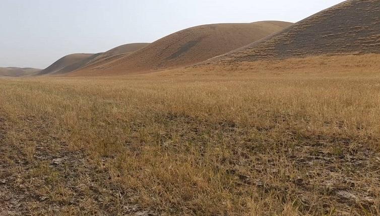 ۸۰ فیصد زمین‌های للمی در کندز به علت خشک‌سالی از حاصل بازمانده است