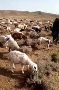 در ولایت زابل از قاچاق صدها رأس گوسفند به پاکستان جلوگیری شد