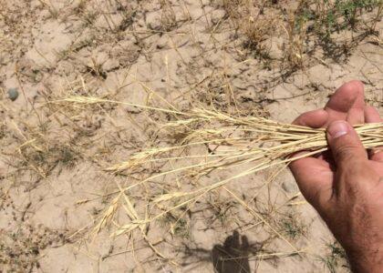 ‘70pc Takhar rain-fed land to produce no crop due to drought’