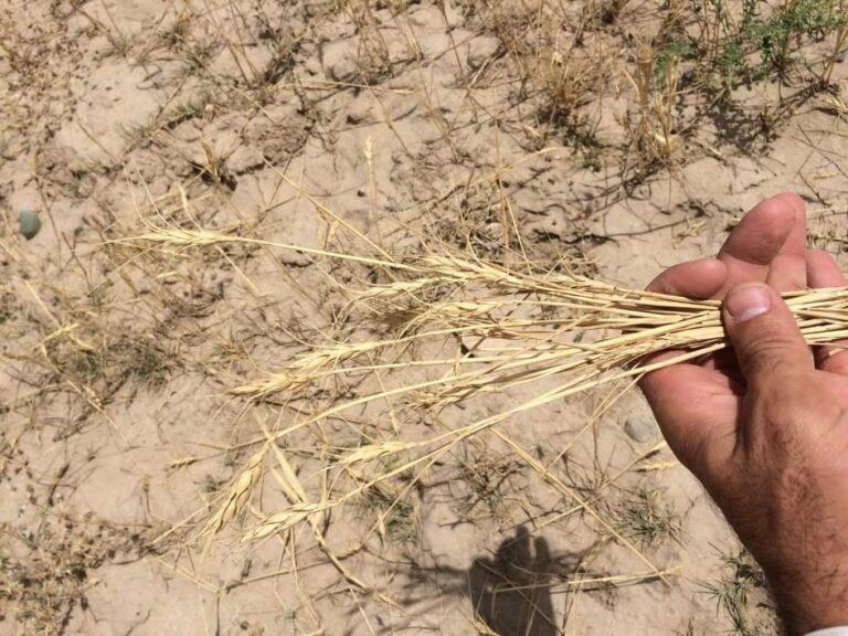 ‘70pc Takhar rain-fed land to produce no crop due to drought’