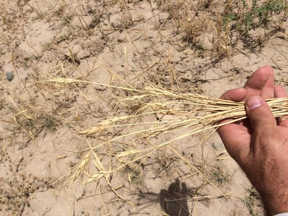 ‘70pc Takhar rain-fed land to produce no crop due to drought’