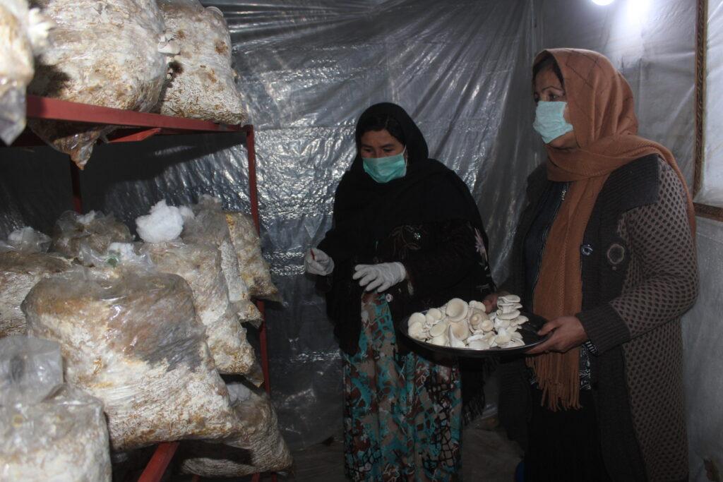 Nearly 400 Jawzjan women self-reliant in mushroom farming