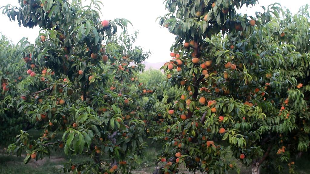 Peach production up in Laghman, Kunar this season