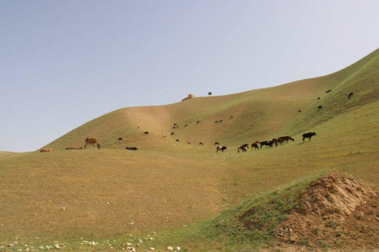 80pc Sar-i-Pul livestock facing food shortage due to drought