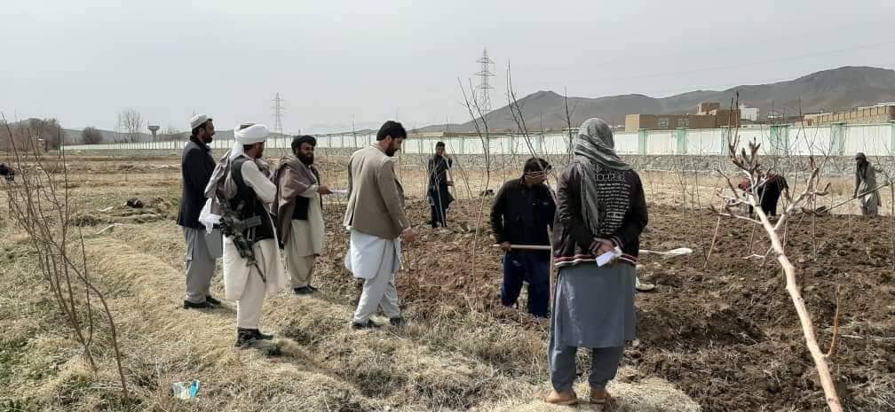 لوګر کې زرګونه کسانو ته د کار په بدل کې غنم ورکول کېږي