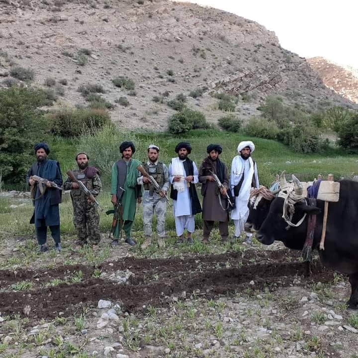 مزارع کوکنارِ بیش از ۴۰ جریب زمین در دایکندی تخریب گردید