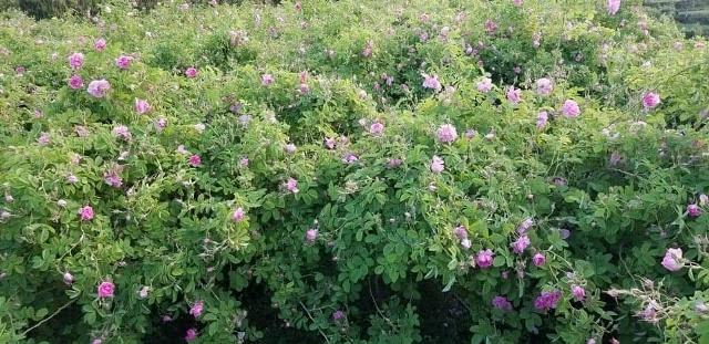 Nangarhar produces 250 tonnes of roses this year
