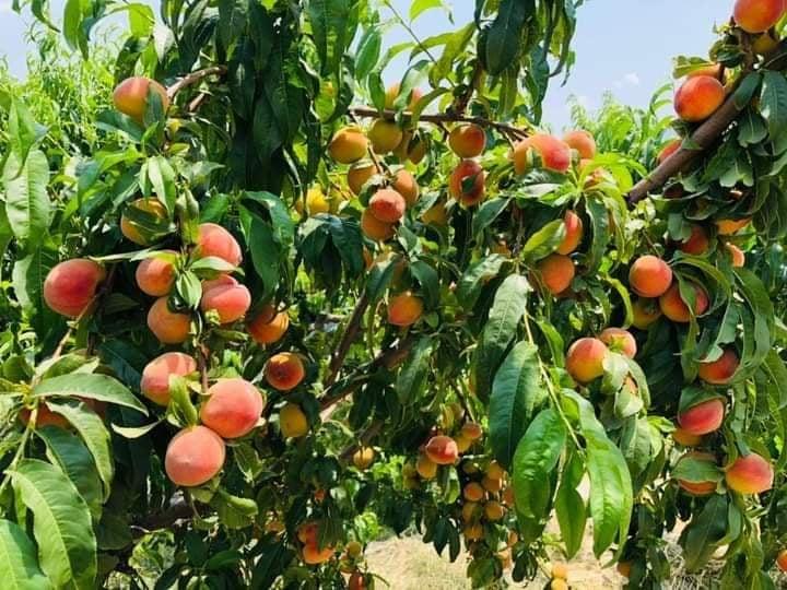 ریاست زراعت: میزان حاصلات شفتالو در ننگرهار امسال به ۹۷۰۰ تُن خواهد رسید