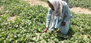 Nimroz storm causes health issues, damages crops