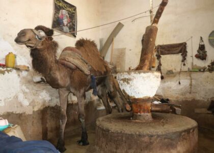 Traditional sesame factory Khuras on verge of disappearing