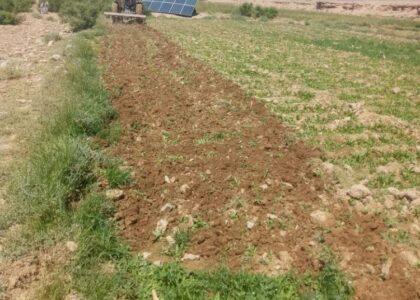 Poppy crop on large swaths of Helmand eradicated