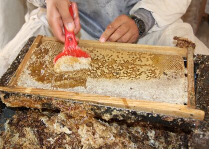 Nangarhar to produce 600 tonnes of honey this year
