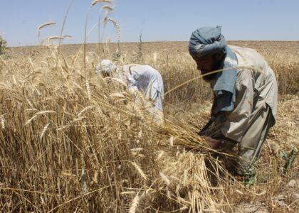 قیمت گندم در قندهار ۶۵ درصد افزایش یافته ‌است