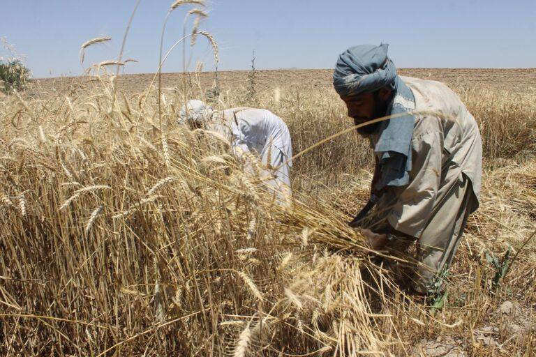 Wheat prices surge 50pc in Kandahar this season
