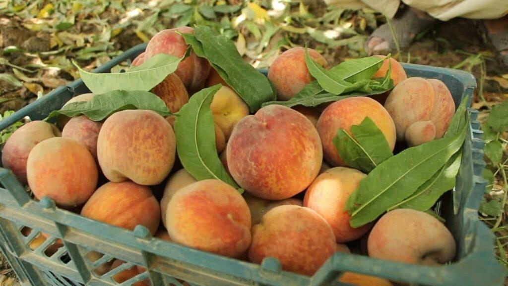 Kunduz peach yield up by 15pc this year