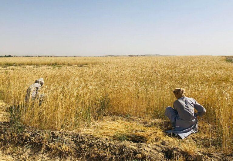 زابل کې پر ۱۰زره هکتاره ځمکه غنم کرل شوي دي