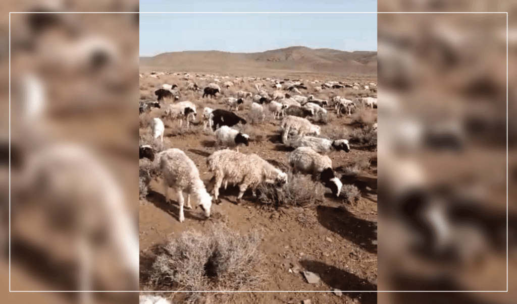 چهار چوپان با ۴۰۰ رأس گوسفند در ولایت فاریاب لادرک گردیده‌است