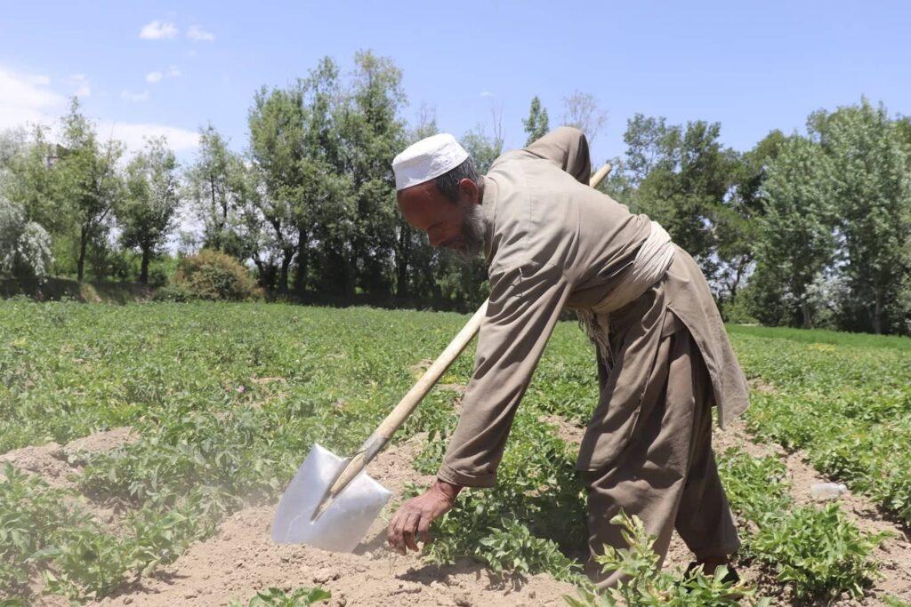 Ghazni farmers complain lack of gold storages