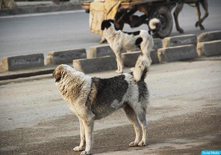 شاروالی پنجشیر ۴۱۵ سگ ولگرد را از بین برده‌است