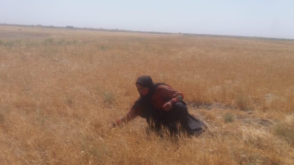 Most of Nimroz crops on the verge of destruction