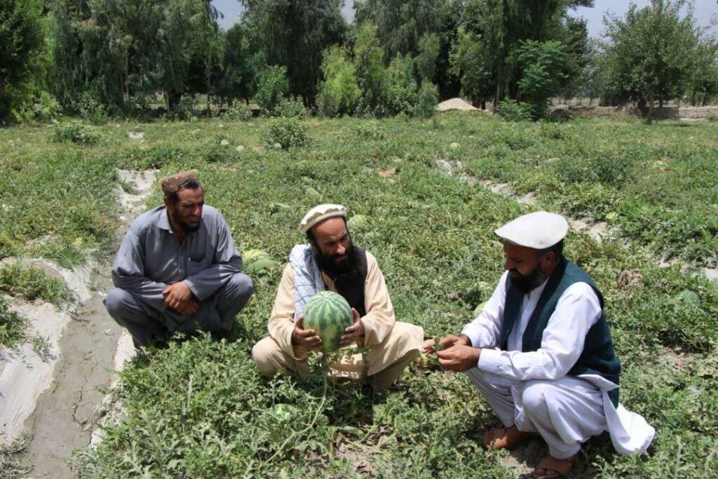 امسال از بابت حاصلات تربوز در کنر ۲۰۰ میلیون افغانی عاید به‌دست آمده‌است