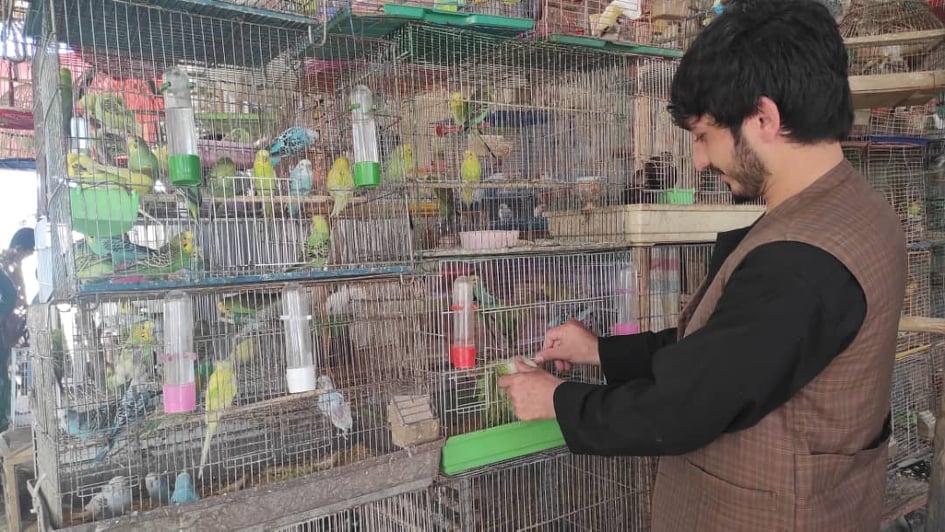 میزان فروش پرنده‌گان زینتی در تخار به گونۀ چشمگیر کاهش يافته‌است