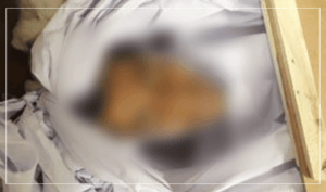 3 bodies found in Kandahar, Kapisa provinces