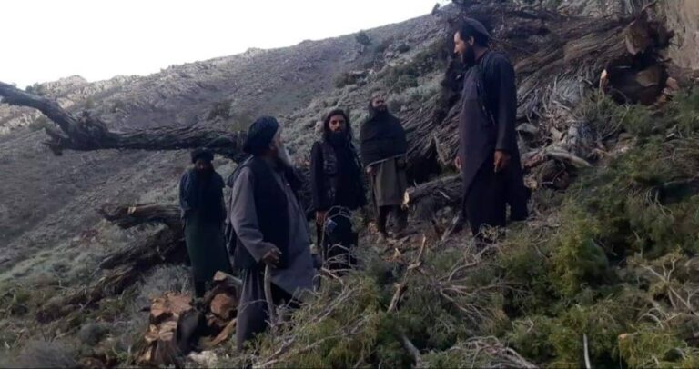 لوګر کې د ځنګلونو پر وهلو بندیز ولګېد