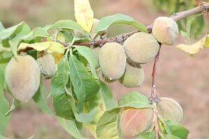 Drought severely damages crops, orchards in Ghazni