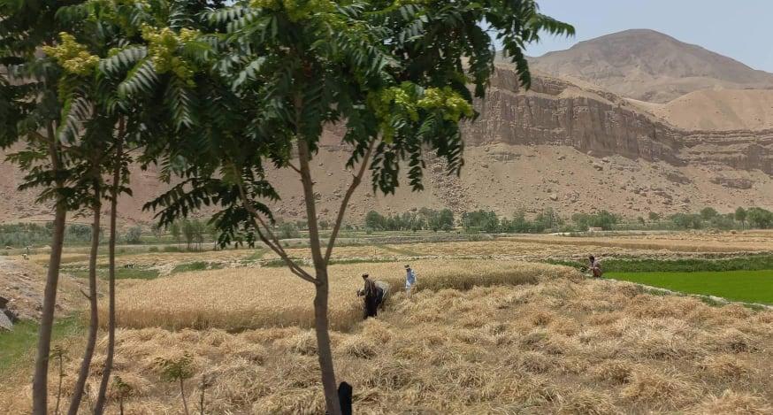 Nangarhar wheat yield down by 25pc due to drought