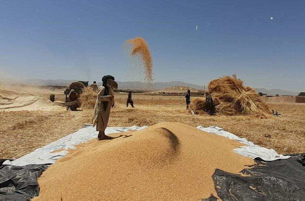 Wheat yield down eight percent in Uruzgan this year