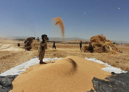 Wheat yield down eight percent in Uruzgan this year