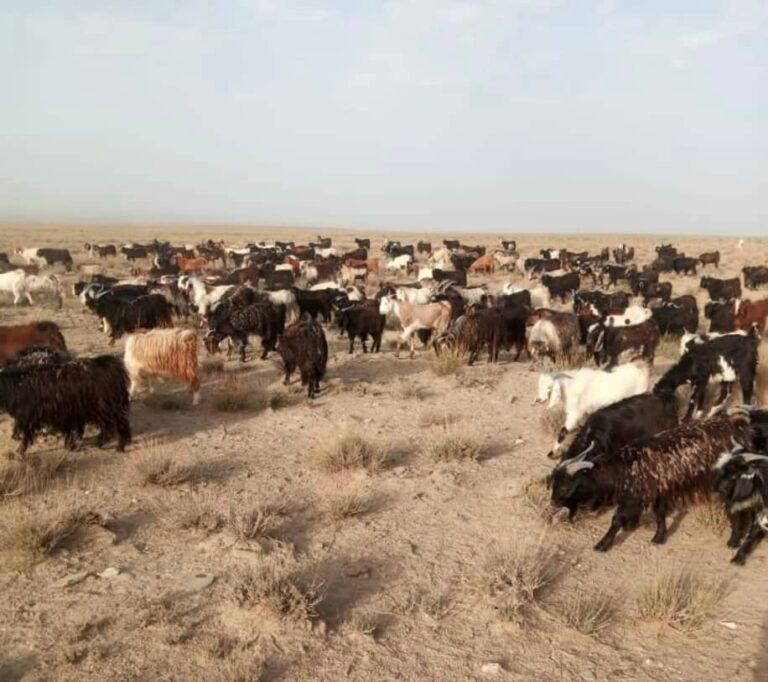 Bid to smuggle 933 sheep to Pakistan thwarted