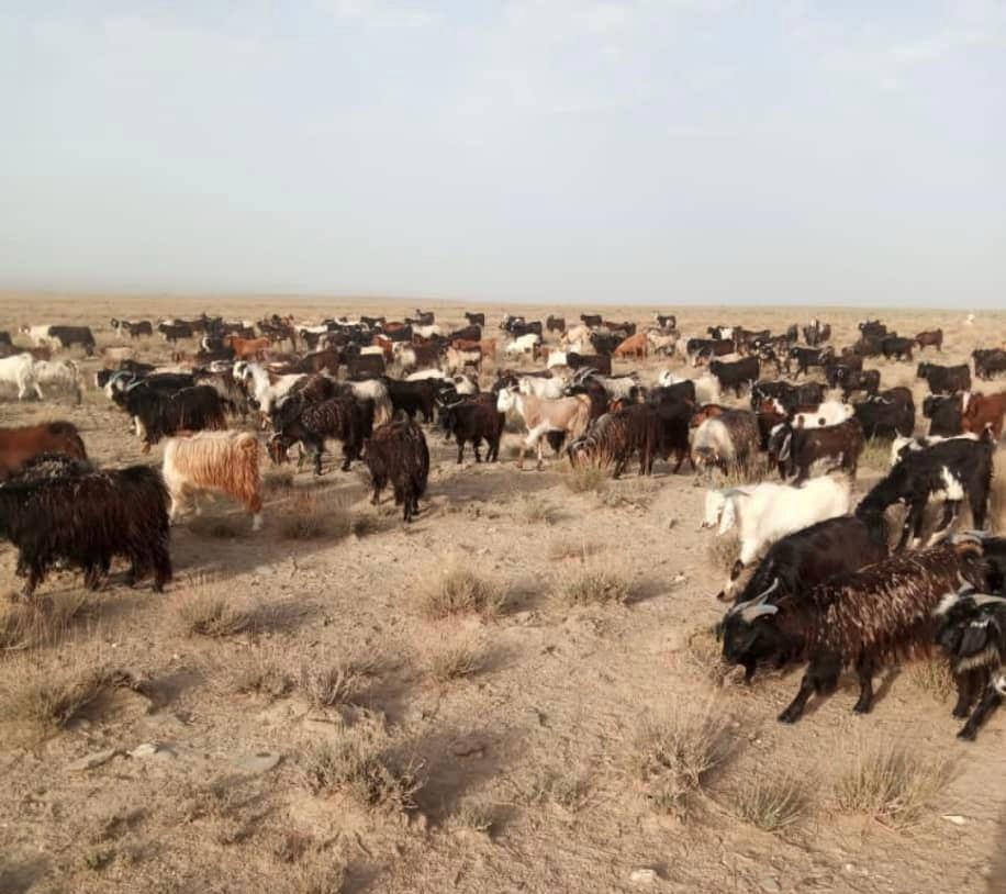 در ولایات هلمند و زابل از قاچاق صدها رأس گوسفند به پاکستان جلوگیری شد