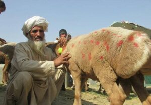 Prices of animals soar ahead of Eidul Adha in Nangarhar