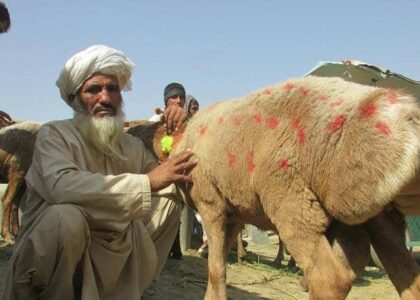 Prices of animals soar ahead of Eidul Adha in Nangarhar